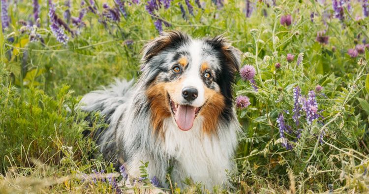 Australian Shepherd dog