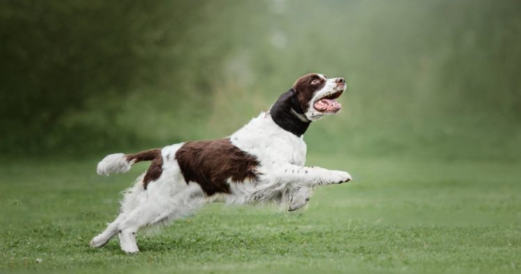 Springer Spaniel dog