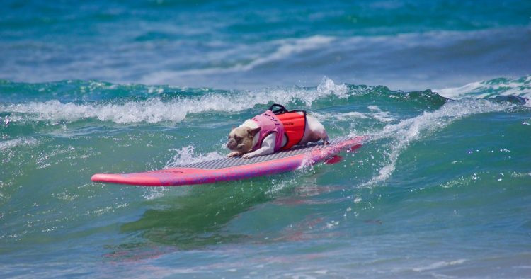 rescue dog paddleboard