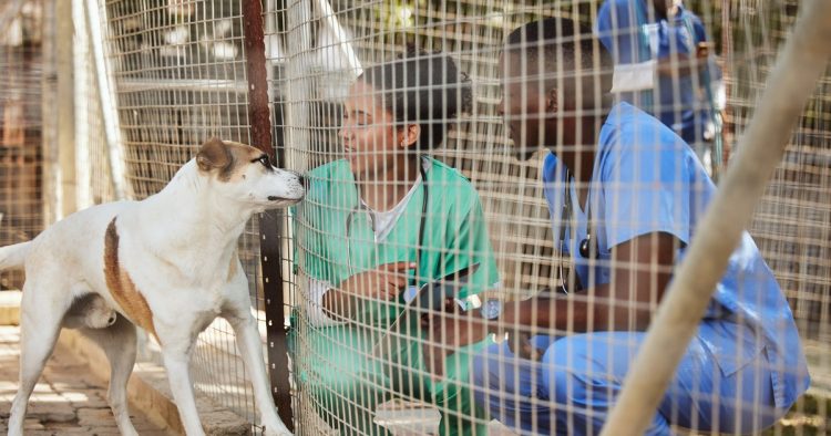 epileptic dog shelter