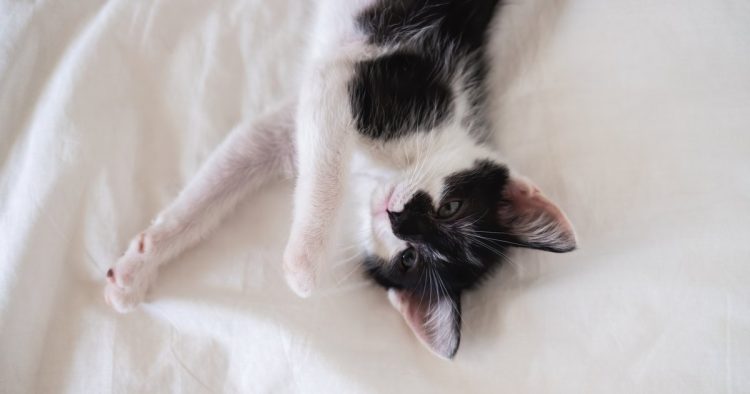 two legged cat kitten