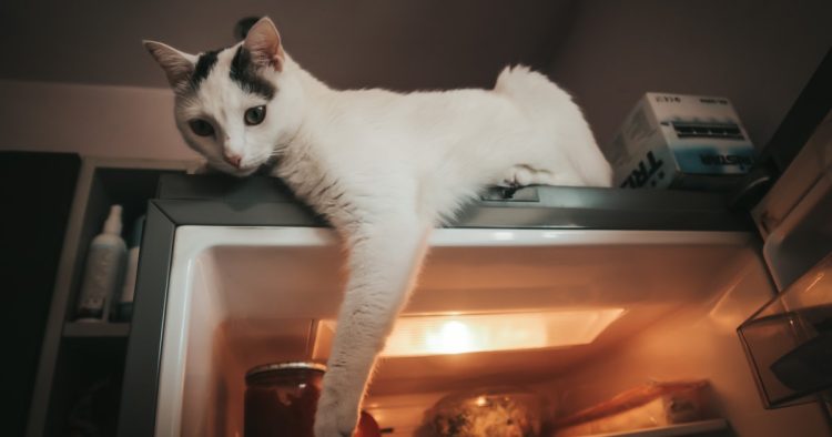 cats opening fridge