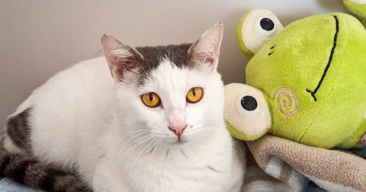 cat with pickle plush