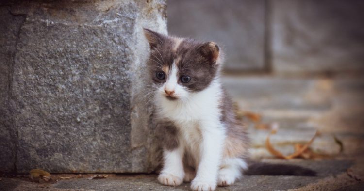 stray cat kitten