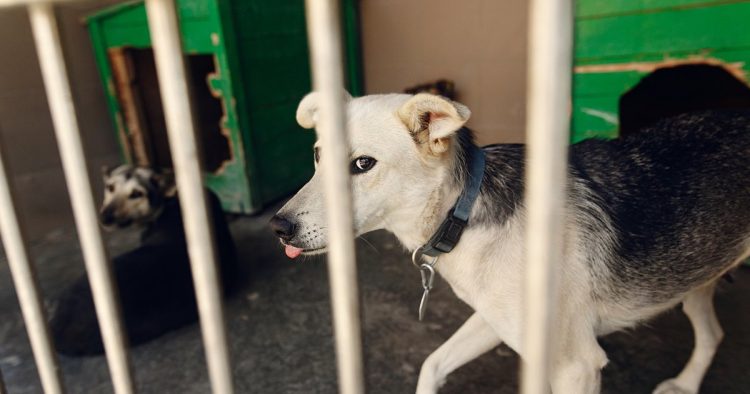rescued dogs