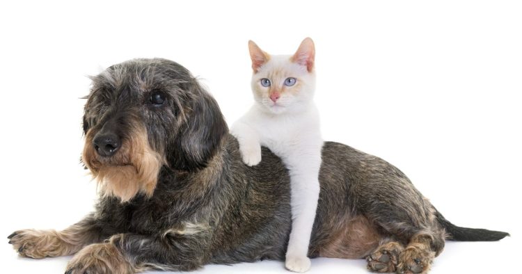 dachshund hugging cat