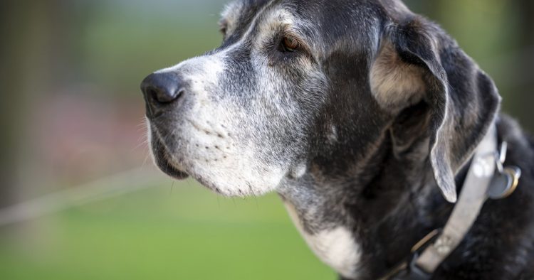 senior dog cognitive decline