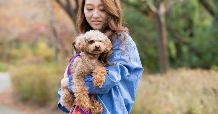 poodle dog evacuation