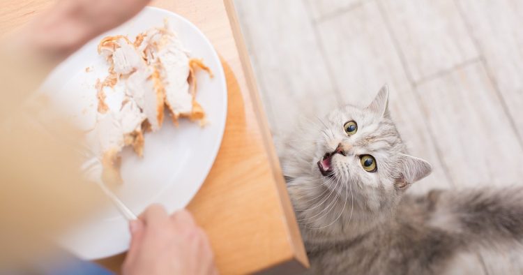 refusing cat chicken