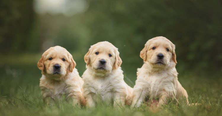 golden retriever puppies