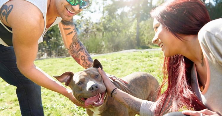Pitbull dog rescue