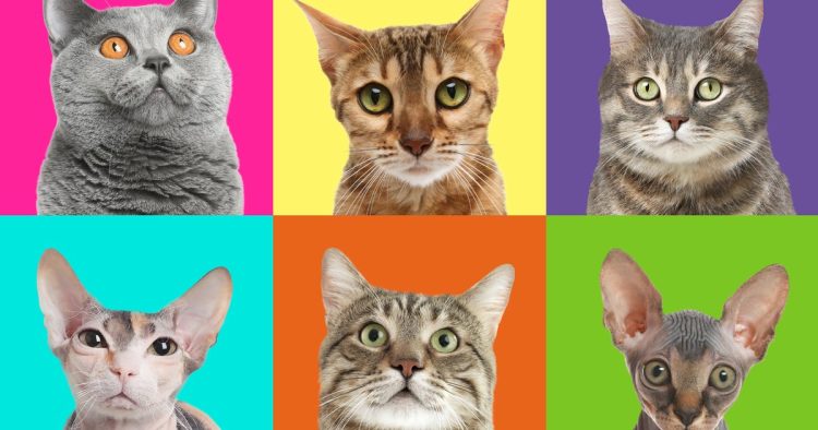 cat facial expressions