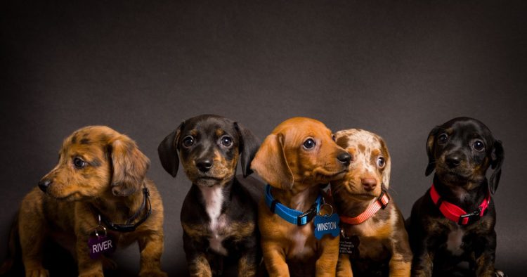 band of puppies