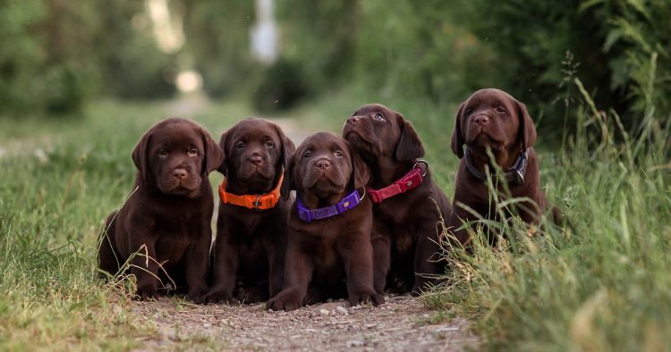 band of puppies