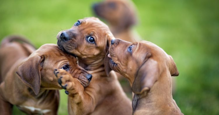 dogs puppies playful