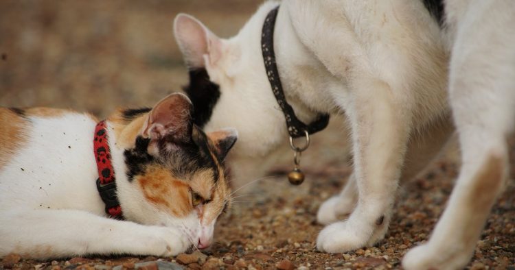 cat dog companionship