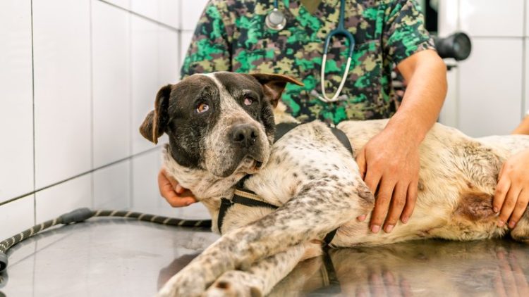 dog receiving veterinary care