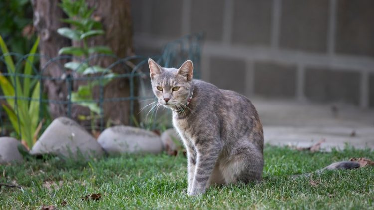 stray cat in garden