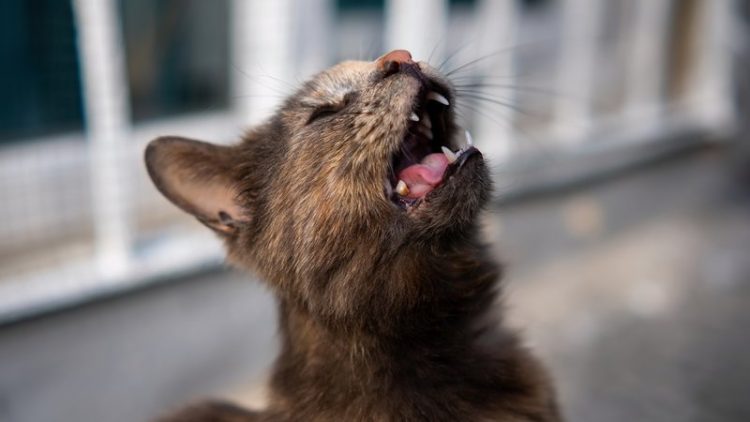 mourning cat meowing