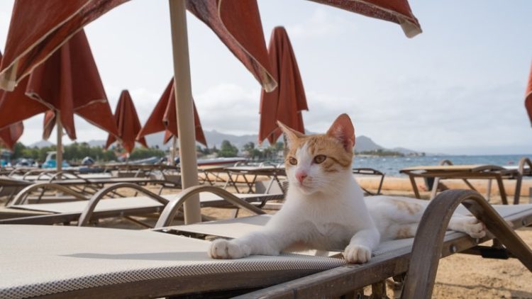 cat sleeping on sun lounger
