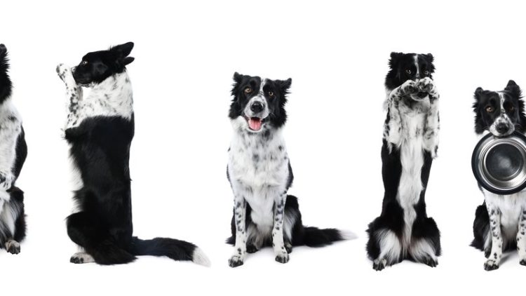 band of dogs playing music