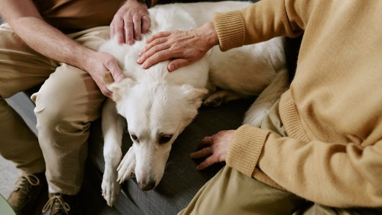 animal-assisted therapy session