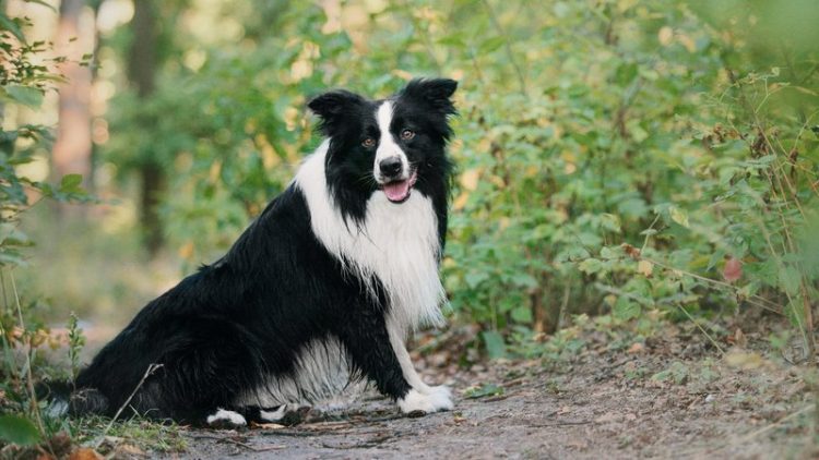 border collie posing outdoors