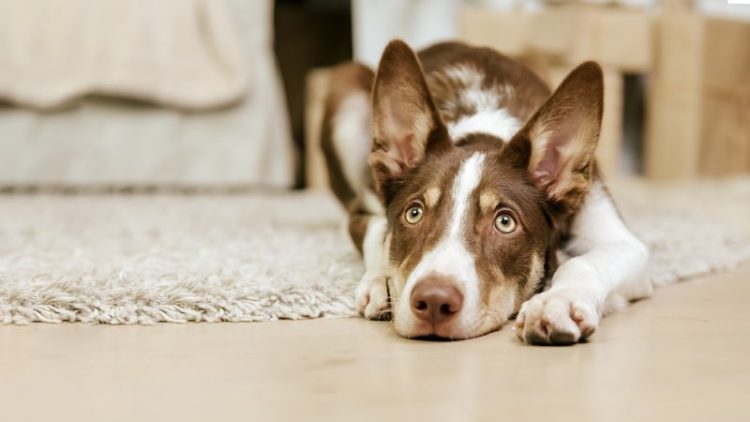 anxious dog at home