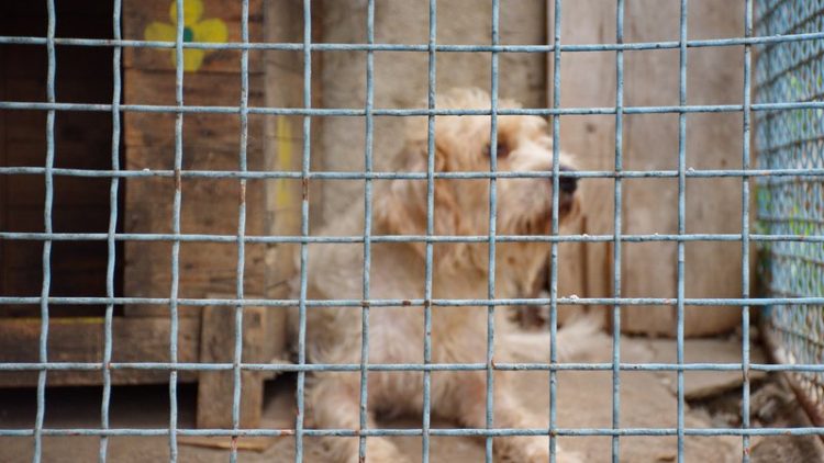 shih tzu puppy in cage