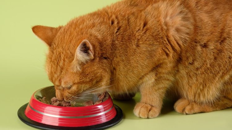 cat eating from glass bowl