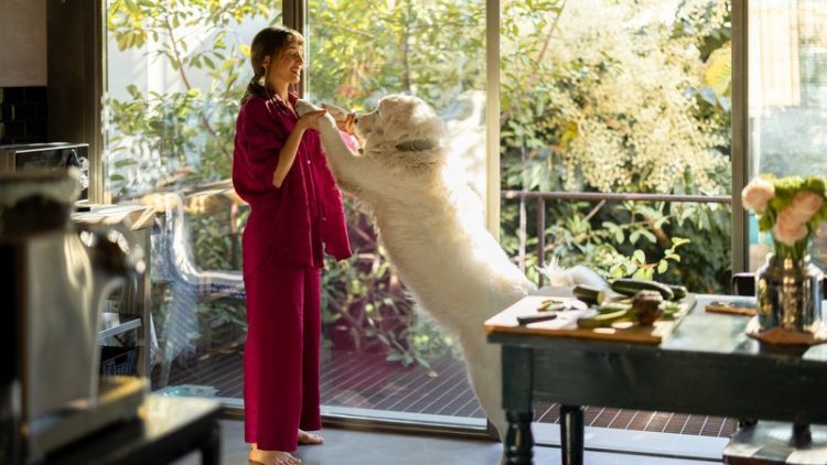 morning pet interaction