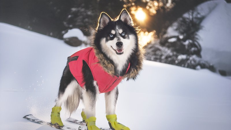 skiing dog costume