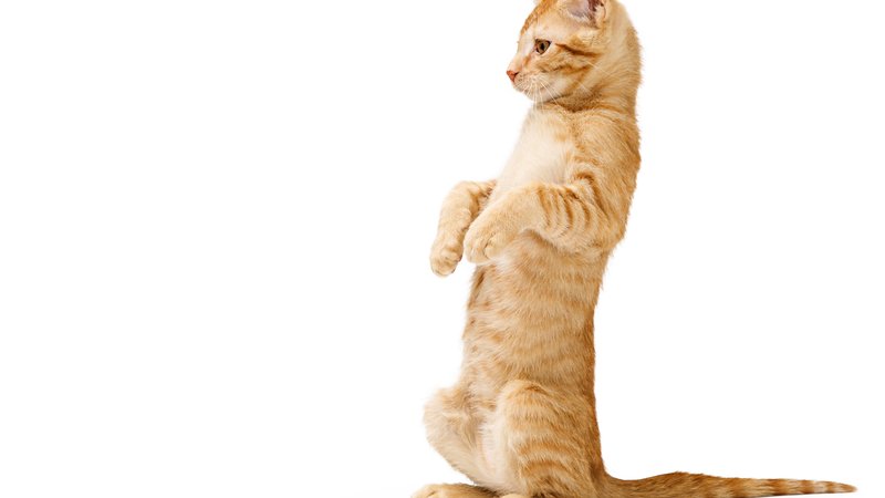 ginger cat standing upright