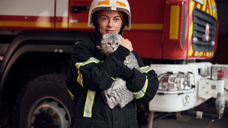 animal rescue workers saving cats