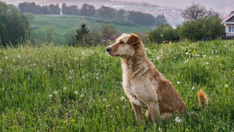 lonely dog in countryside