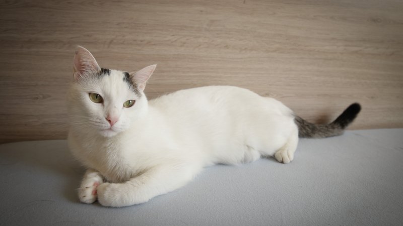 disabled cat with prosthetic legs