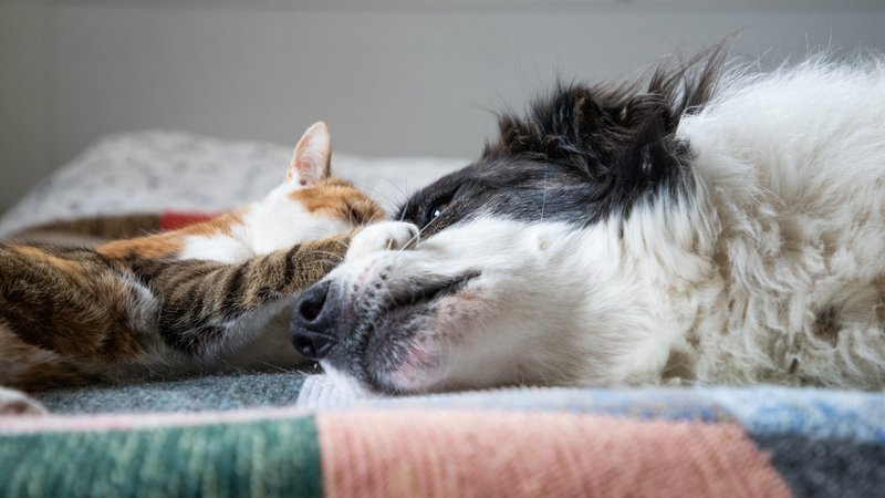 dog caring for cats