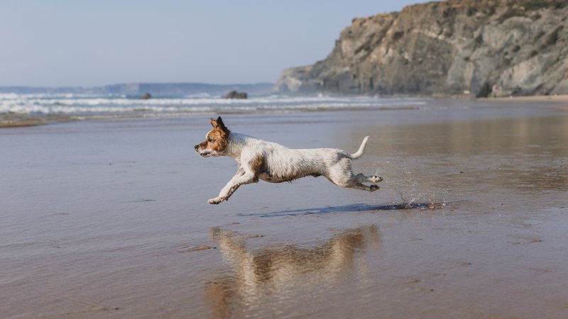 dog playing on beach