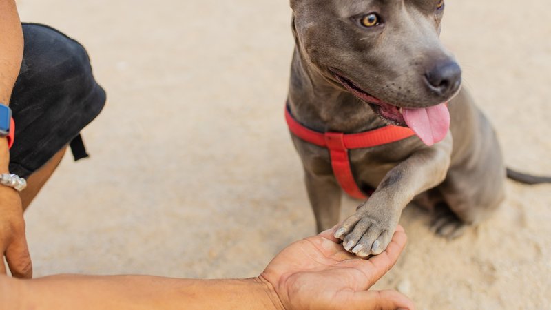 rescue dog guiding owner