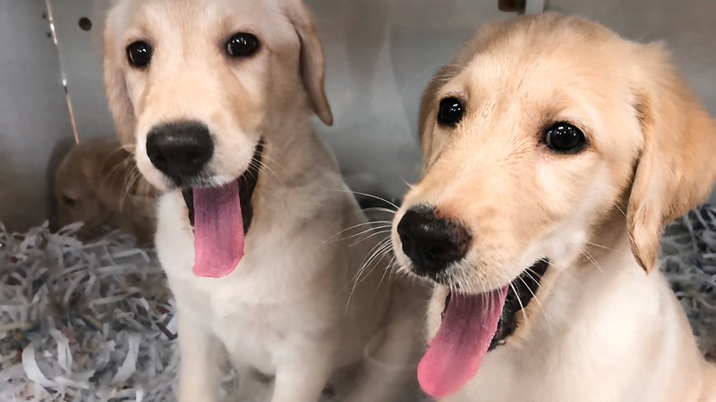 dog siblings at animal shelter