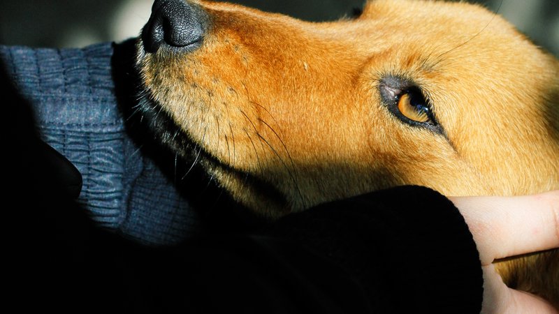 dog sniffing human skin