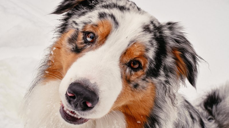Australian Shepherd dog in snow