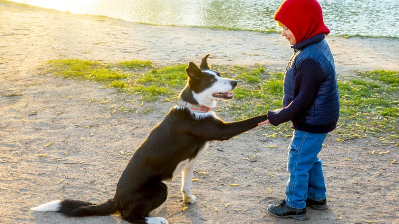 child interacting with dog