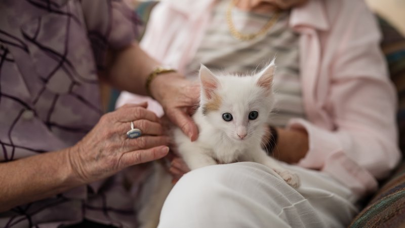 cat owner in nursing home
