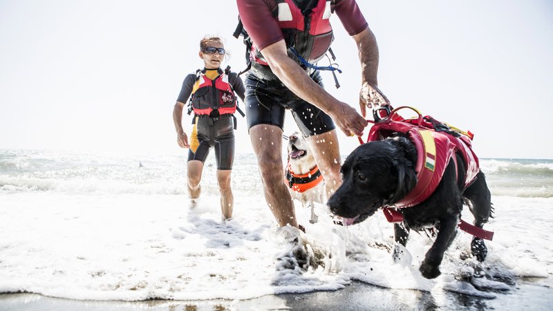 dog rescue at sea