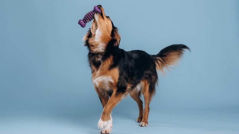 dog modeling photoshoot