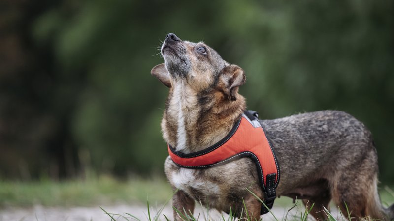 dog finding voice