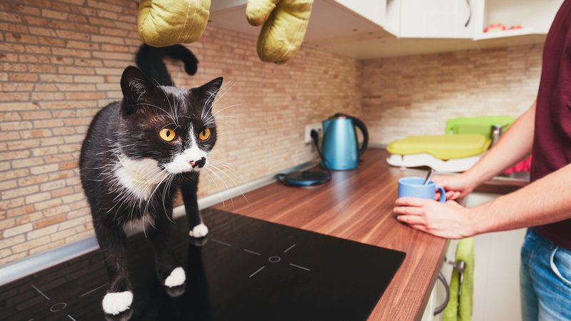 curious cats in kitchen