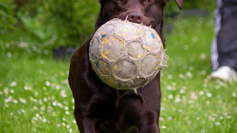 rescue dog delivering rugby ball