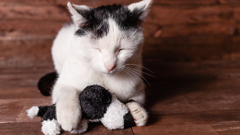 cat playing with plush toy